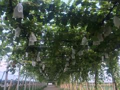 -白鹿原葡萄主题公园