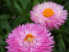 -福田红树林生态公园