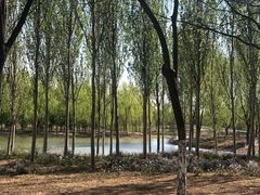 -东郊湿地公园