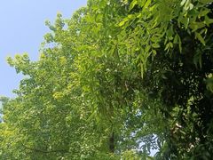 -燕鸣岛