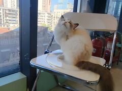 -怪兽屋·羊驼·猫咖·狗咖(俊华广场店)