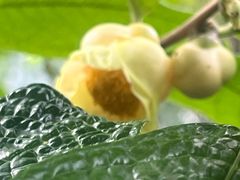 -昆明植物园