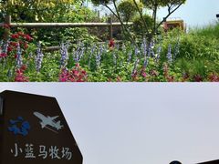 -空港花田景区