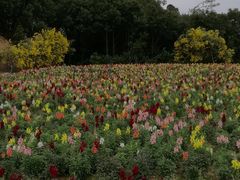 -广州市流溪河国家森林公园