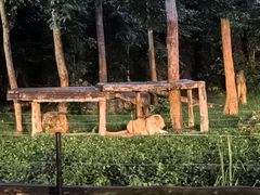 -清迈夜间动物园