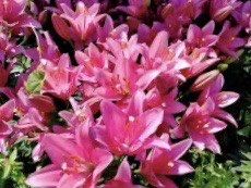 -长春公园(普阳街道)