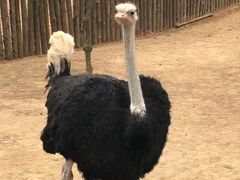 -青岛银沙滩温德姆至尊酒店