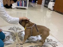 -美联众合动物医院·24h转诊中心