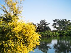 -大湾区中央湿地公园
