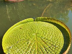 -上海滨江森林公园