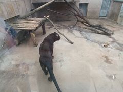 -西安秦岭野生动物园