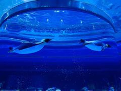 -上海海昌海洋公园