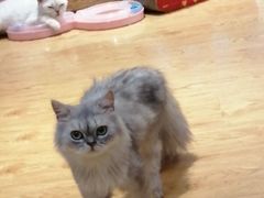 -万小咖.猫咖(中山路天虹店)