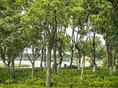 -春花秋色城市公园