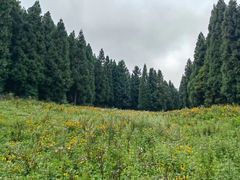 -武陵山森林公园