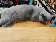 -猫小院猫主题咖啡厅(北锣店)