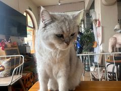 -小时光咖啡馆(开森度假森林店)