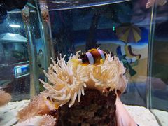 -太平洋海底世界