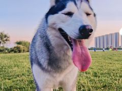 -天使宠物医院·犬猫分诊(彩虹店)