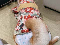 -逗柴咖啡屋·狗咖猫咖宠物桌游