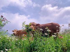 -武陵山森林公园