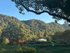 -绿茶餐厅(龙井船宴· 品牌总店)