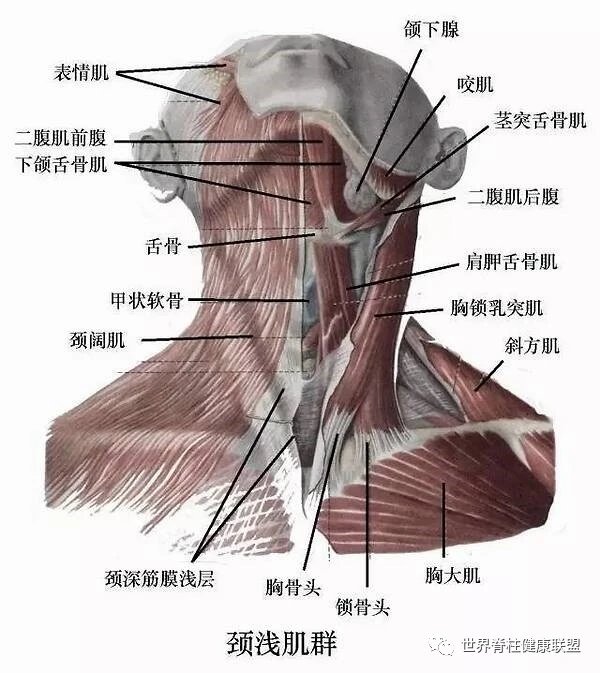 椎旁肌肉解剖图片