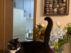 -纳吉亚猫专科动物医院·北北分院