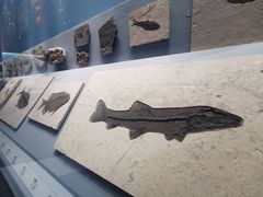 -湖南省地质博物馆