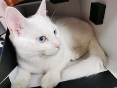 -中农国际动物医院24小时·猫科·骨科·急重症中心