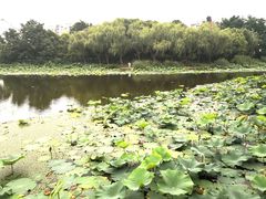 -新江湾城公园