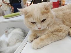-COLOR PETS 撸猫馆·购猫·猫咖(长风大悦城店)