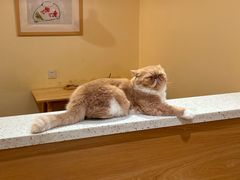 -滚猫咖啡·猫咖·猫友好撸猫(未来城店)