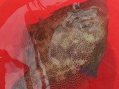 -小猫钓鱼海钓俱乐部(椰梦长廊店)