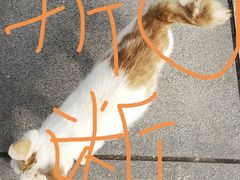 -申普宠物医院·心脏介入·心血管微创(总院)
