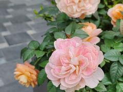 -西北湖绿化广场