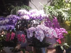 -自由生长植物工作室(深港花卉中心店)