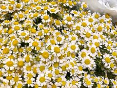 -双季花艺园艺市场(浦东店)