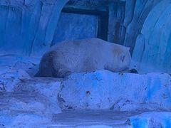 -海合安青岛极地海洋公园