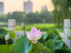 -莲花池公园