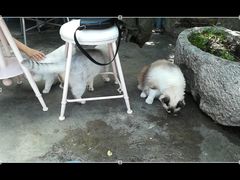 -喵屿·大理花园猫咖