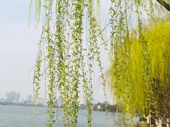 -柳浪闻莺公园