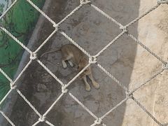 -西霞口神雕山野生动物世界