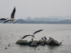 -深圳湾公园(南山区)