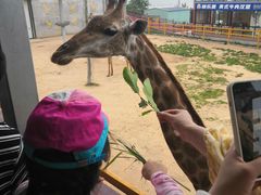 -西霞口神雕山野生动物世界