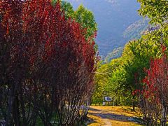 -北京西山国家森林公园