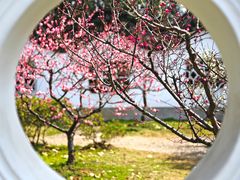 -梅花山(明孝陵内)