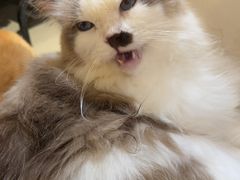 -平行世界·猫咖(首经贸店)