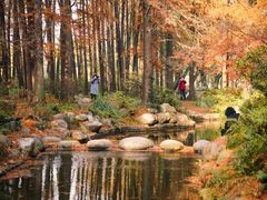 -上海共青森林公园