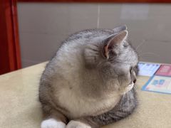 -艾贝尔宠物医院 ·内科全科(梁溪路店)